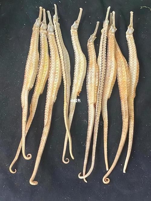 海龍魚的照片圖片 海龍魚的照片圖片 龍魚百科 第17張