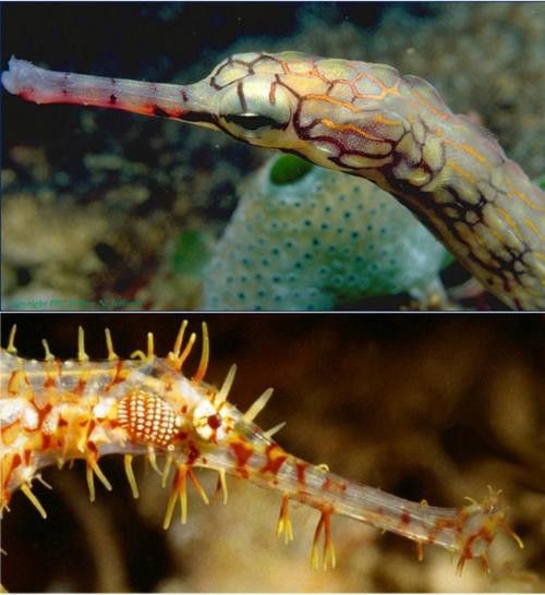 海龍魚的照片圖片 海龍魚的照片圖片 龍魚百科 第15張