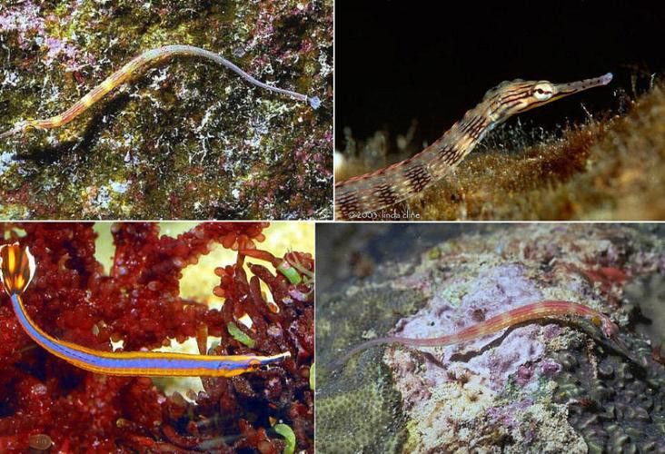 海龍魚的照片圖片 海龍魚的照片圖片 龍魚百科 第14張