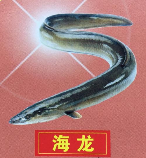 海龍魚的照片圖片 海龍魚的照片圖片 龍魚百科 第19張
