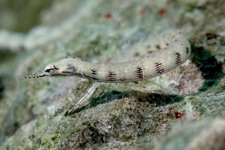 海龍魚的照片圖片 海龍魚的照片圖片 龍魚百科 第22張