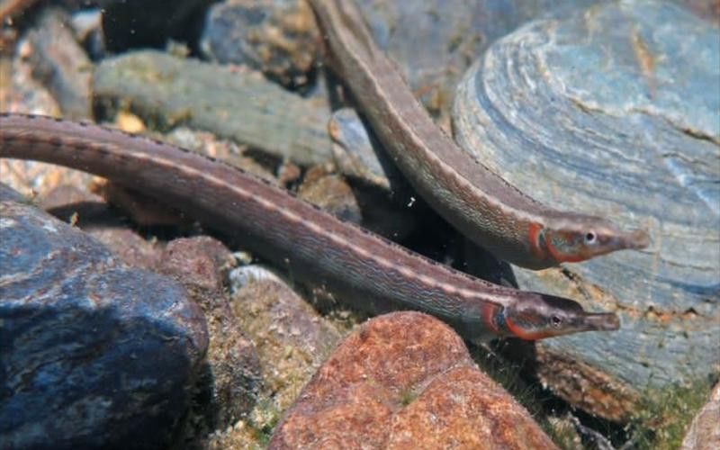 海龍魚的照片圖片 海龍魚的照片圖片 龍魚百科 第29張