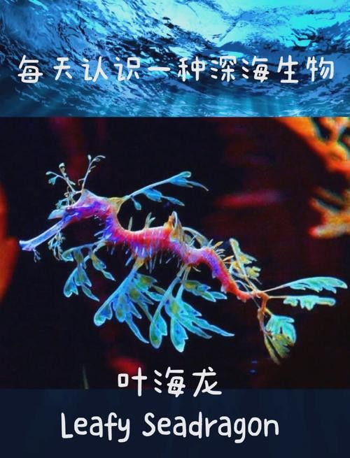 海龍魚的照片圖片 海龍魚的照片圖片 龍魚百科 第25張