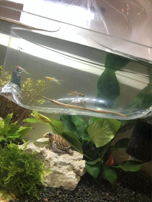 海龍魚的照片圖片 海龍魚的照片圖片 龍魚百科 第33張