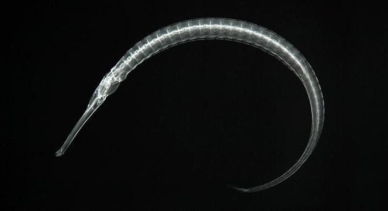 海龍魚的照片圖片 海龍魚的照片圖片 龍魚百科 第35張