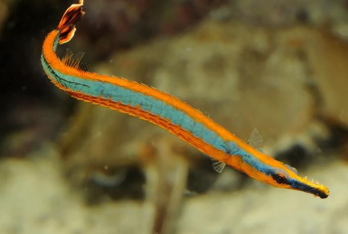 海龍魚的照片圖片 海龍魚的照片圖片 龍魚百科 第43張