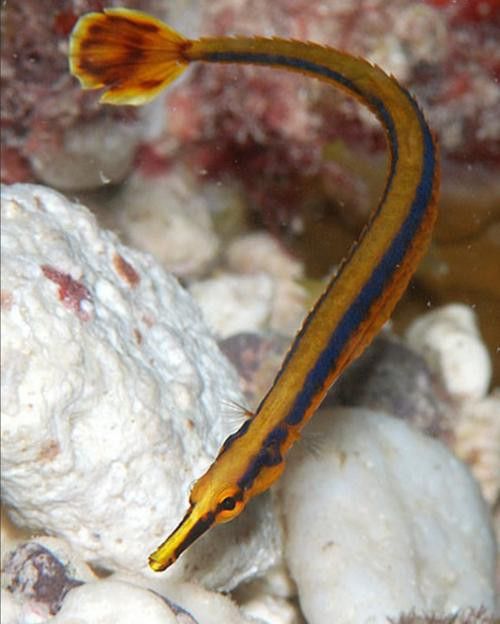 海龍魚的照片圖片 海龍魚的照片圖片 龍魚百科 第40張