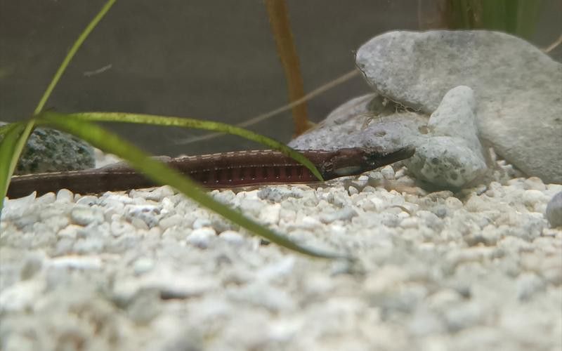 海龍魚的照片圖片 海龍魚的照片圖片 龍魚百科 第45張