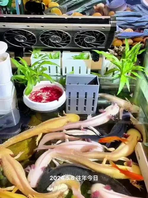 六角龍魚(yú)飼料推薦