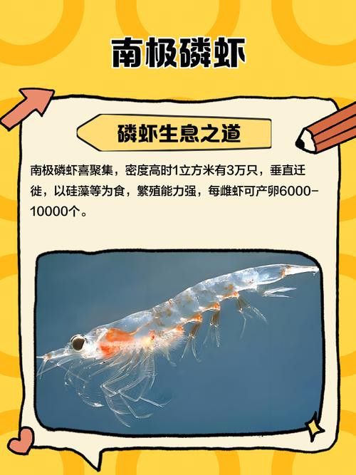 六角龍魚(yú)飼料推薦