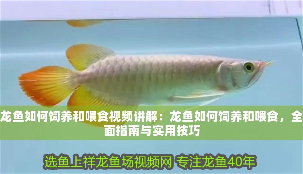 龍魚如何飼養和喂食視頻講解：龍魚如何飼養和喂食，全面指南與實用技巧