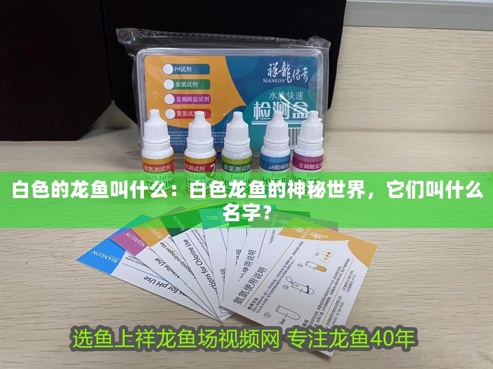 白色的龍魚叫什么：白色龍魚的神秘世界，它們叫什么名字？ 白色的龍魚叫什么：白色龍魚的神秘世界，它們叫什么名字？ 龍魚百科 第1張