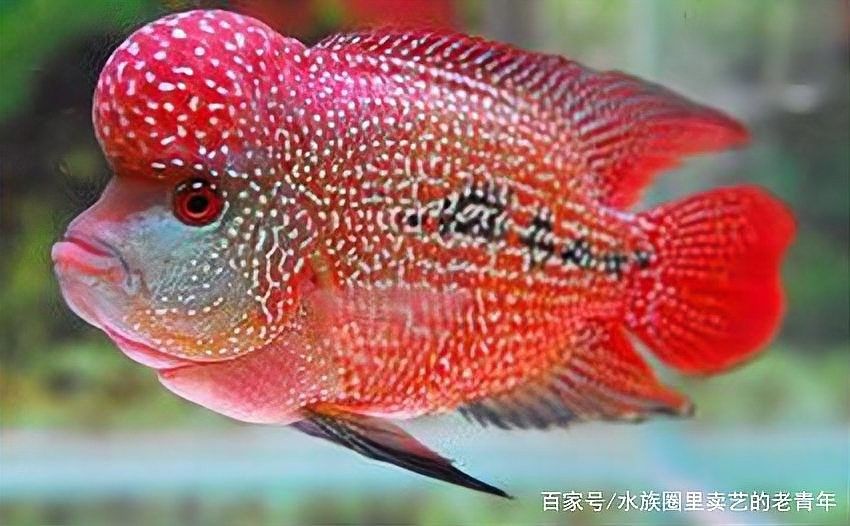 龍魚突然撞缸的原因有哪些 龍魚突然撞缸的原因有哪些 龍魚百科 第2張