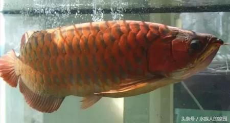 現(xiàn)在龍魚(yú)的價(jià)格掉了這么多怎么回事（龍魚(yú)價(jià)格下降的主要原因是什么？）