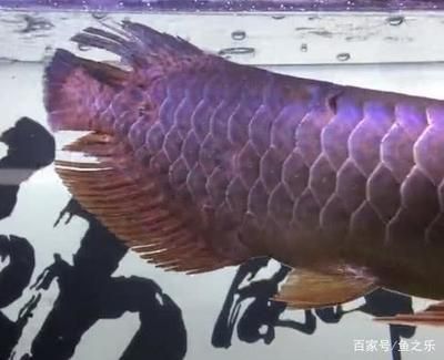 現(xiàn)在龍魚(yú)的價(jià)格掉了這么多怎么回事（龍魚(yú)價(jià)格下降的主要原因是什么？）