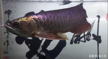 現(xiàn)在龍魚(yú)的價(jià)格掉了這么多怎么回事（龍魚(yú)價(jià)格下降的主要原因是什么？）