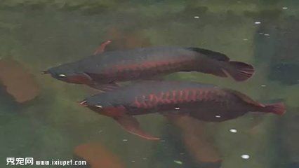 發現龍魚側游怎么辦：關于龍魚側游的一些問題解決方案