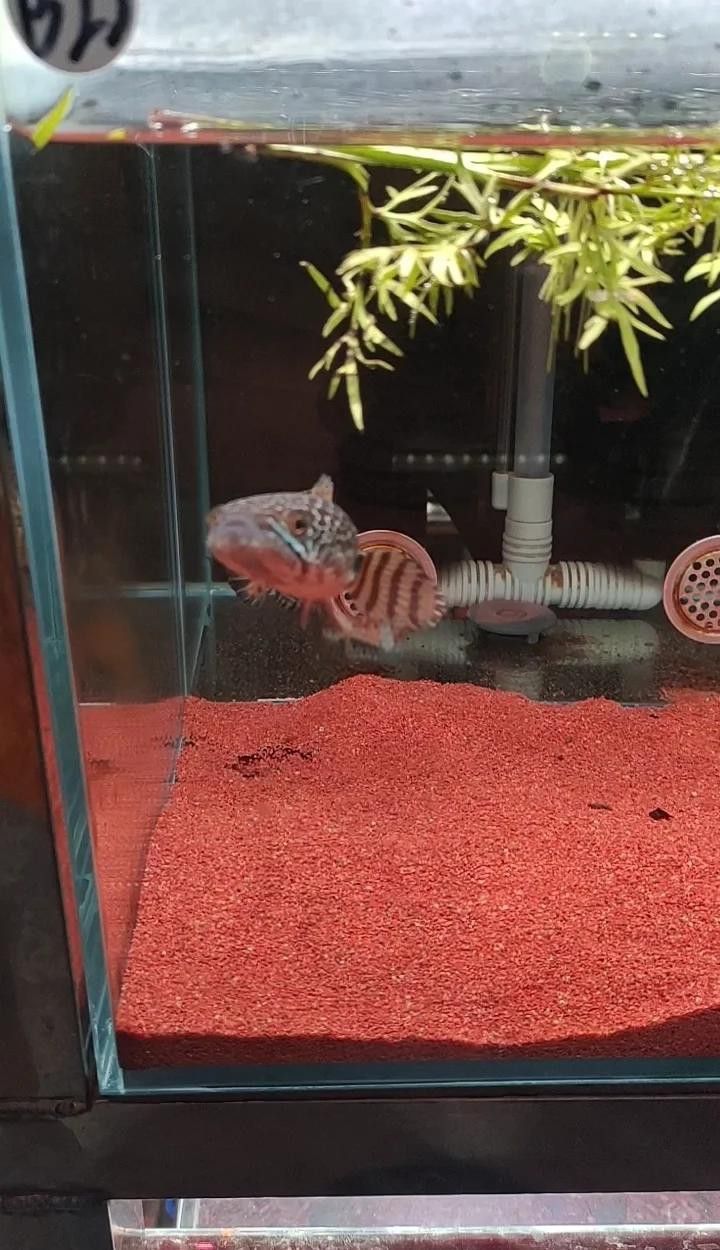 養(yǎng)龍魚加熱棒一般設(shè)置多少度