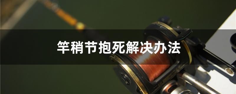 紅魔王銀版魚養殖技術（紅魔王銀版魚的養殖技術）
