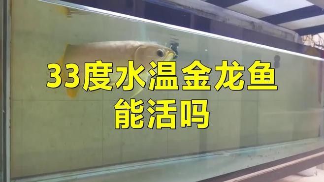金龍魚適合溫度是多少