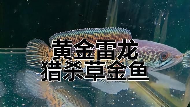 雷龍魚吃小金魚