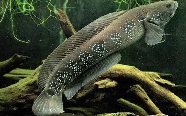 性價比高的雷龍魚推薦品種