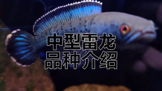 性價比高的雷龍魚推薦品種