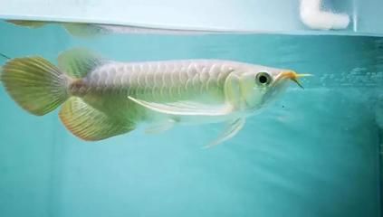 龍魚拒食一個月能好嗎：龍魚拒食一個月可以好嗎 龍魚拒食一個月能好嗎：龍魚拒食一個月可以好嗎 龍魚百科 第3張