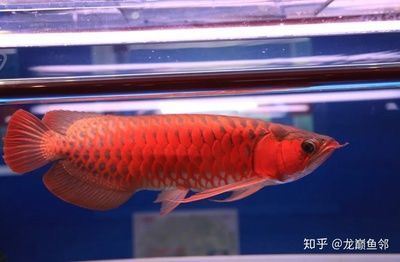 紅龍魚鑒賞（如何鑒賞紅龍魚） 紅龍魚鑒賞（如何鑒賞紅龍魚） 龍魚百科 第4張