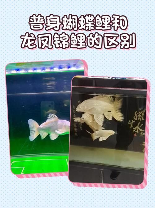 龍鳳鯉和蝴蝶鯉圖片對比