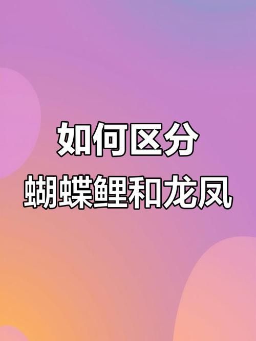 龍鳳鯉和蝴蝶鯉圖片對比