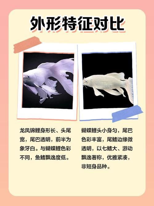 龍鳳鯉和蝴蝶鯉圖片對比