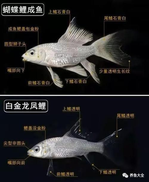 龍鳳鯉和蝴蝶鯉圖片對比