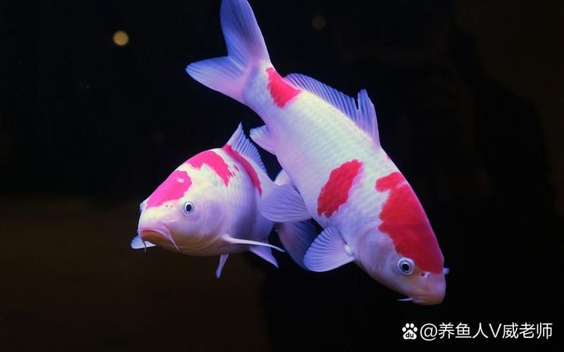 龍鳳鯉和蝴蝶鯉圖片對比