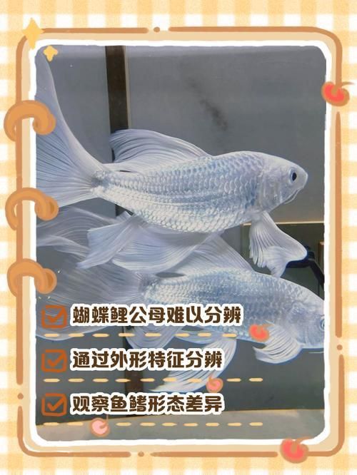 龍鳳鯉和蝴蝶鯉圖片對比