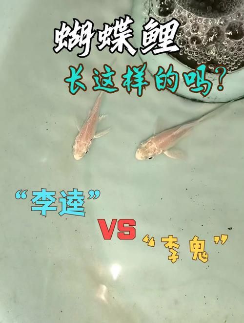 龍鳳鯉和蝴蝶鯉圖片對比