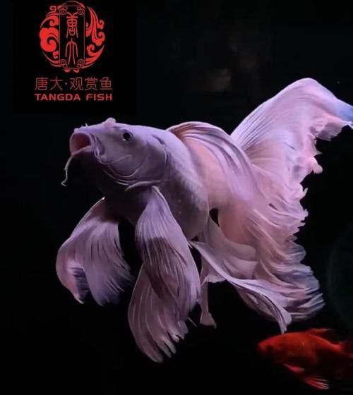 龍鳳鯉和蝴蝶鯉圖片對比