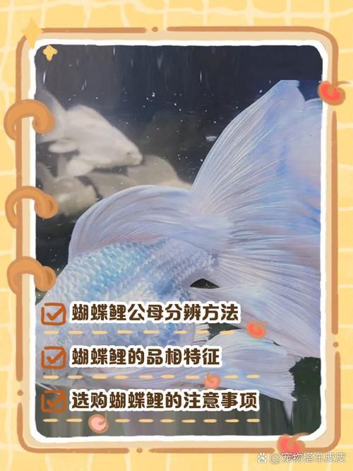 龍鳳鯉和蝴蝶鯉圖片對比