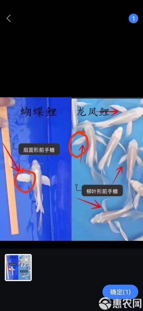 龍鳳鯉和蝴蝶鯉圖片對比