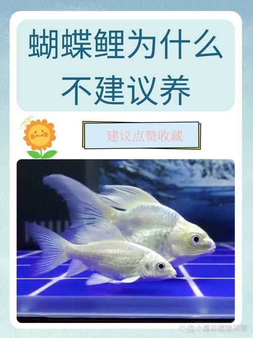 龍鳳鯉和蝴蝶鯉圖片對比