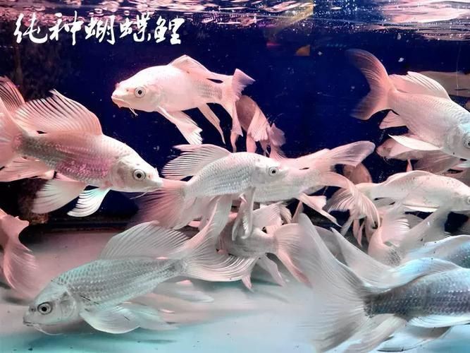 龍鳳鯉和蝴蝶鯉圖片對比