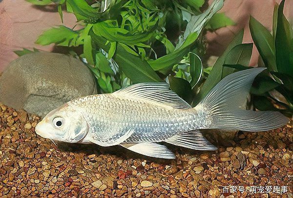 龍鳳鯉和蝴蝶鯉圖片對比