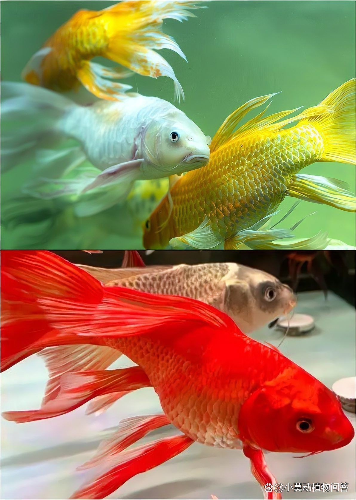 龍鳳鯉和蝴蝶鯉圖片對比