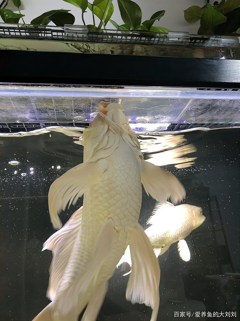 龍鳳鯉和蝴蝶鯉圖片對比