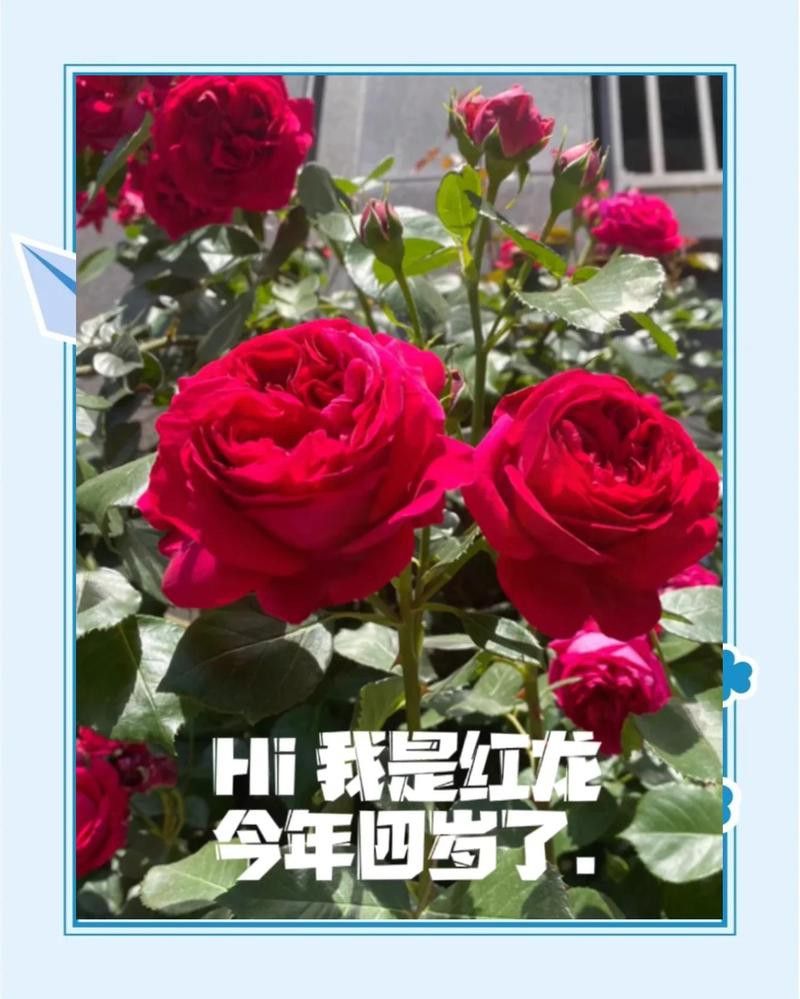 紅龍月季在北方能種植嗎？
