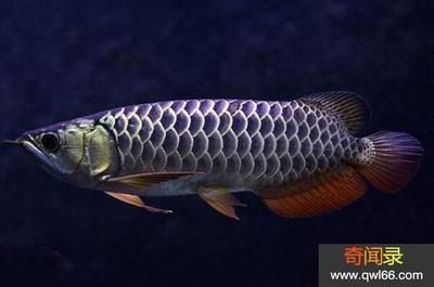 龍魚細(xì)菌感染用什么藥好：龍魚細(xì)菌感染的藥物包括使用特定的魚藥和抗生素和抗生素