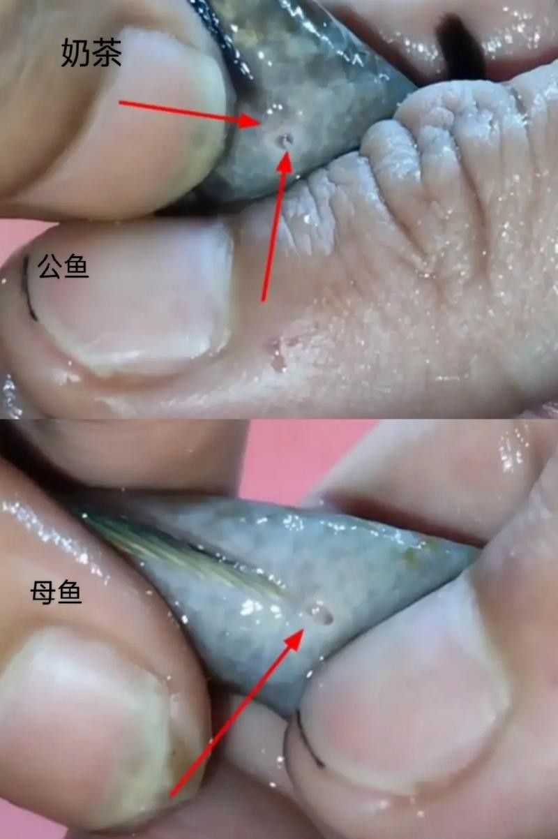 雷龍魚分公母圖片教程