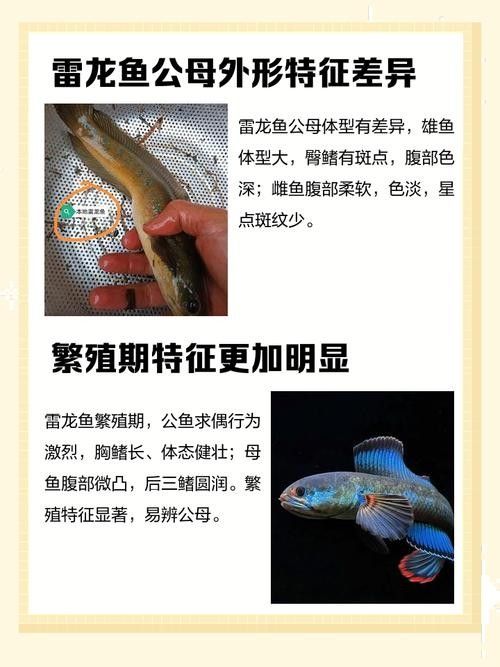 雷龍魚分公母圖片教程