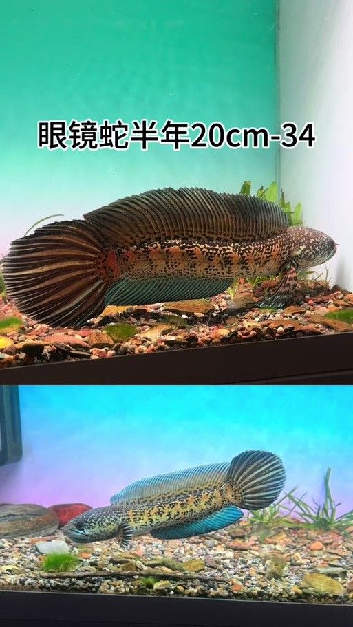 雷龍魚分公母圖片教程