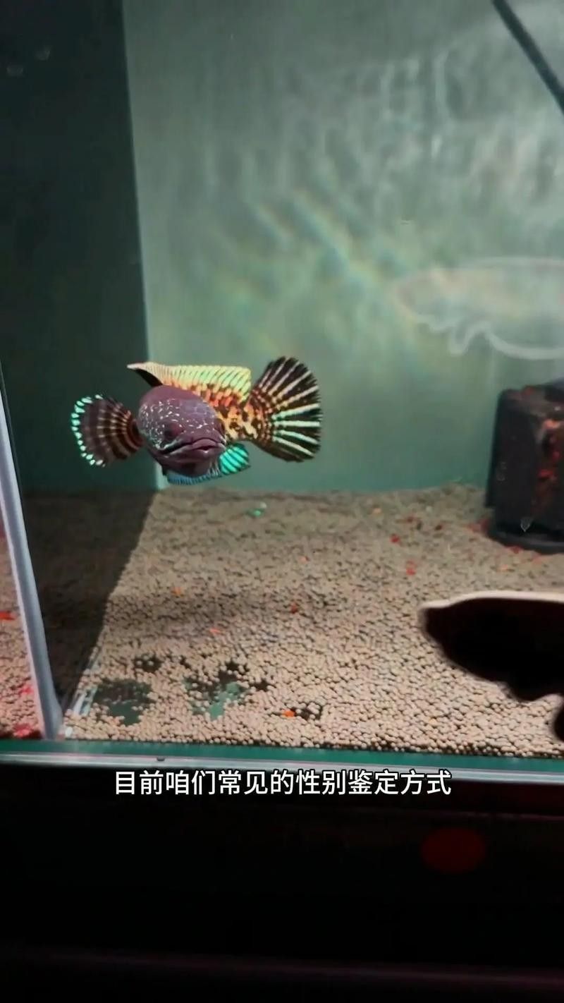 雷龍魚分公母圖片教程